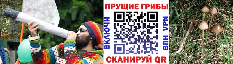 Галлюциногенные грибы прущие грибы  MEGA ссылка  Пугачёв  купить закладку 